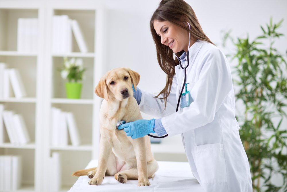 Veterinarian medical waste