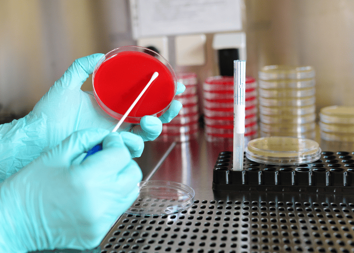 A hand using a q-tip on a petri dish