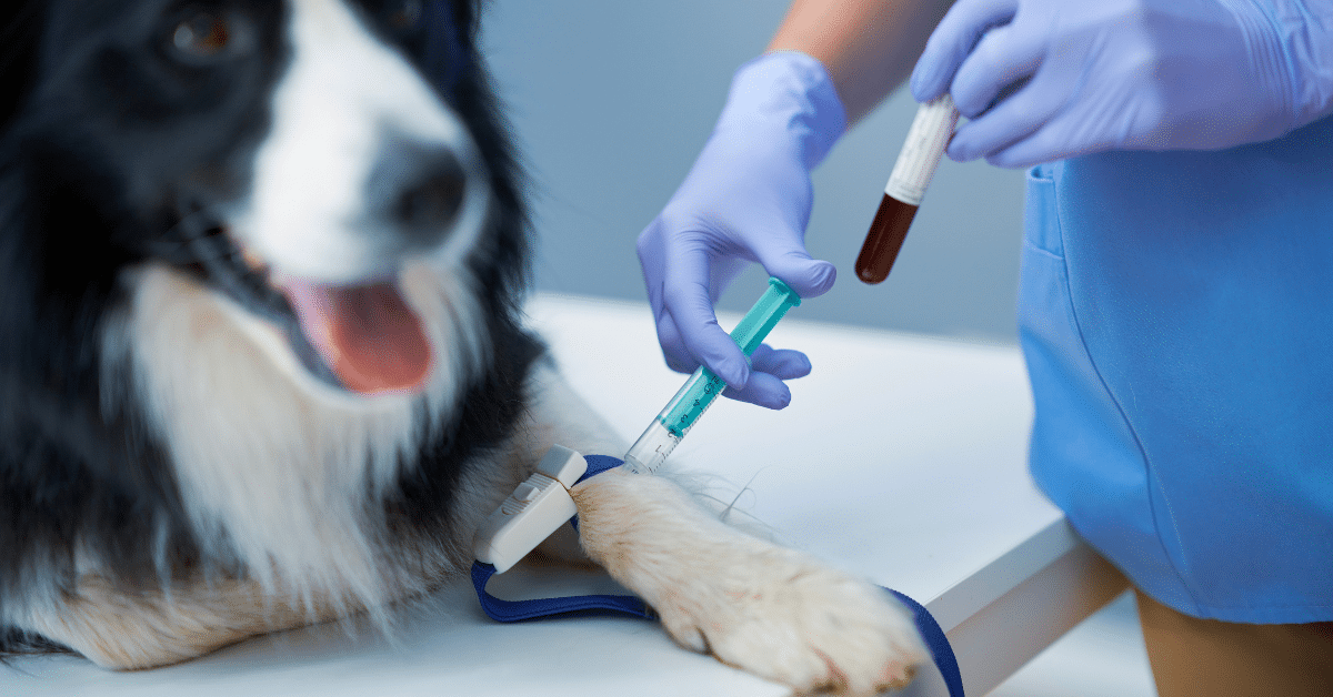 Medical Waste In Veterinary Practices MedPro Disposal medical-waste-in-veterinary-practices-medpro-disposal